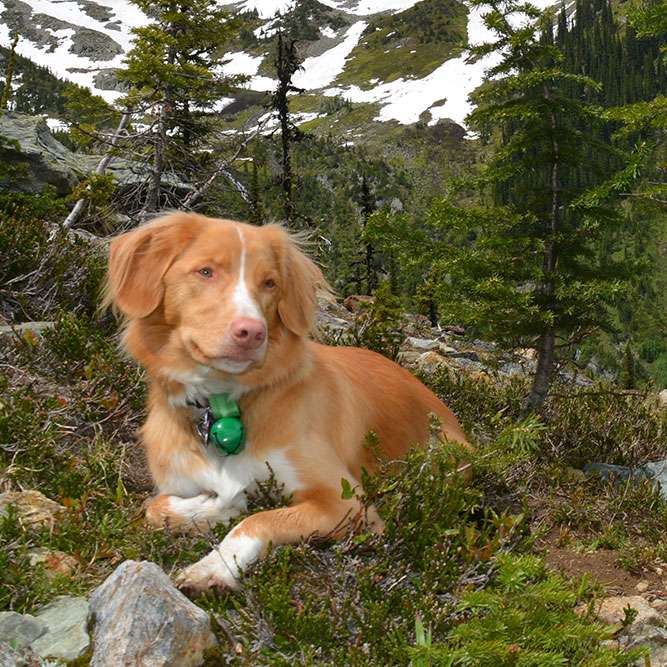 Revelstoke Transfers team member Bobbie